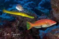 Trio by Claude Lespagne 